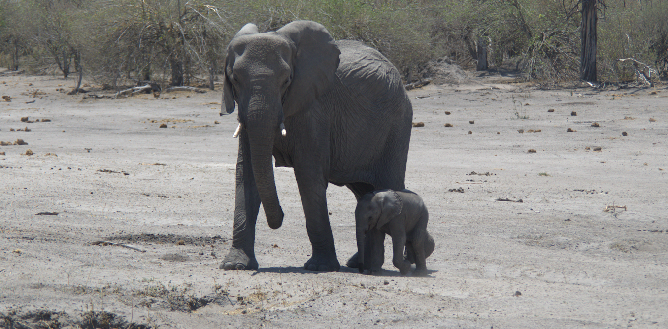 Animals can talk over huge distances – but humans might be changing their range