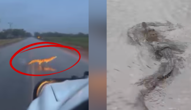 What we know about croc numbers in the NT after surge in floodwater sightings