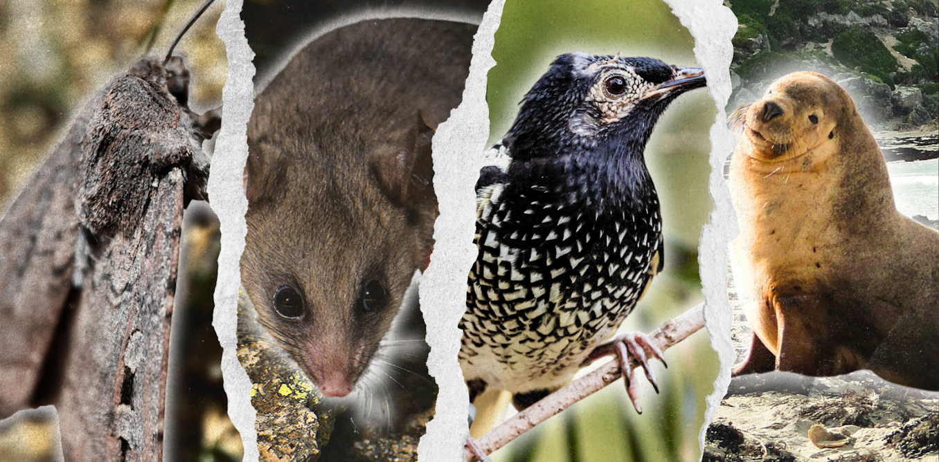 Australia claims it is ‘on track’ to save nature. We disagree