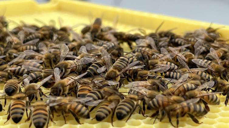 Closeup of worker bees on a new hive frame.