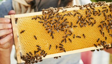 Importing queen bees won’t solve Canada’s beekeeping problems