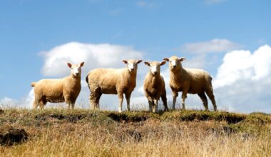 What the coming El Niño climate pattern means for NZ in a warming world
