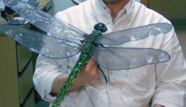 Giant dragonflies once roamed Earth’s skies. New research upends the textbook theory of why they went extinct