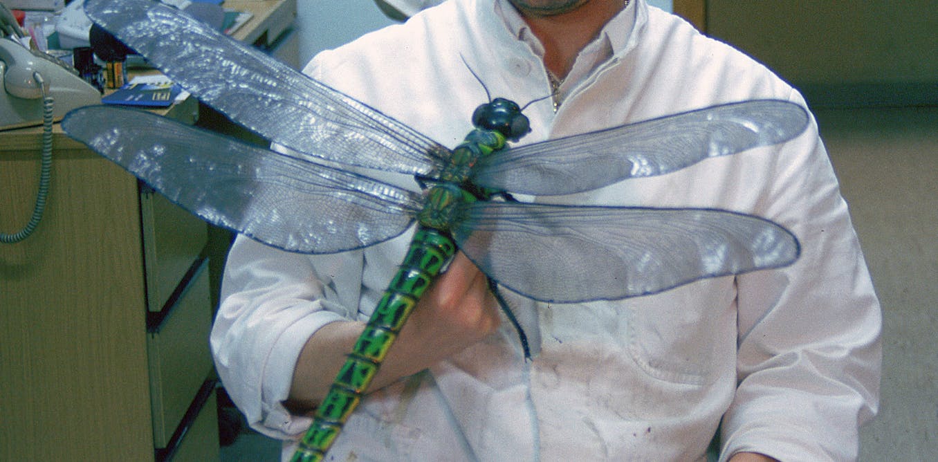 Giant dragonflies once roamed Earth’s skies. New research upends the textbook theory of why they went extinct