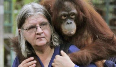 The last of the ‘angels’ in primatology’s most extraordinary chapter