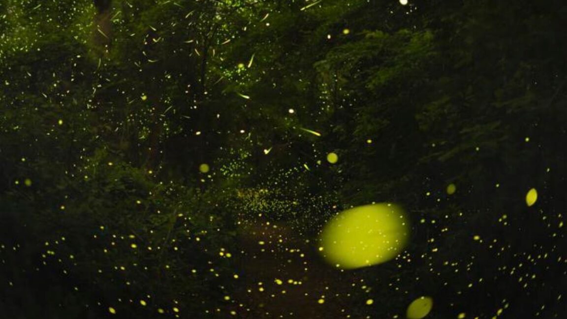 Long-exposure photo of a firefly swarm in Congaree.