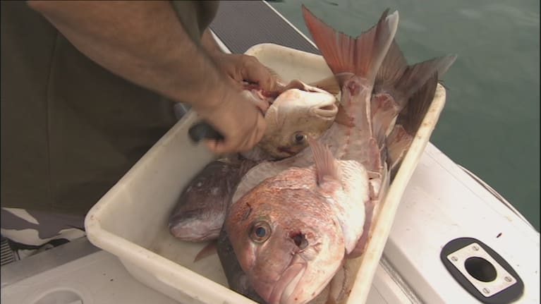 Public submissions will be open this year on the future of New Zealand's fish. 