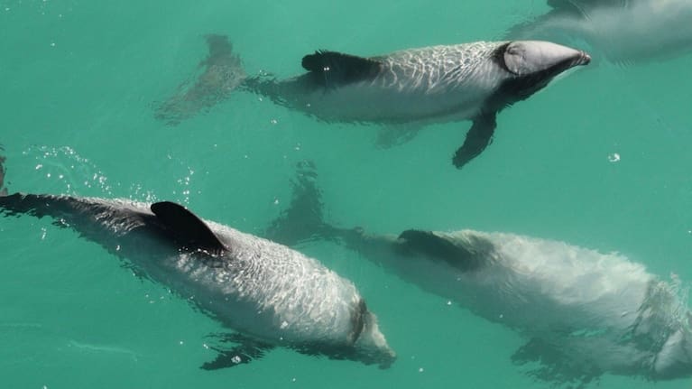 Four dolphins have been killed off Kaikōura’s coast in the last two years, including three by set net entanglement. (Source: Genevieve Robinson)