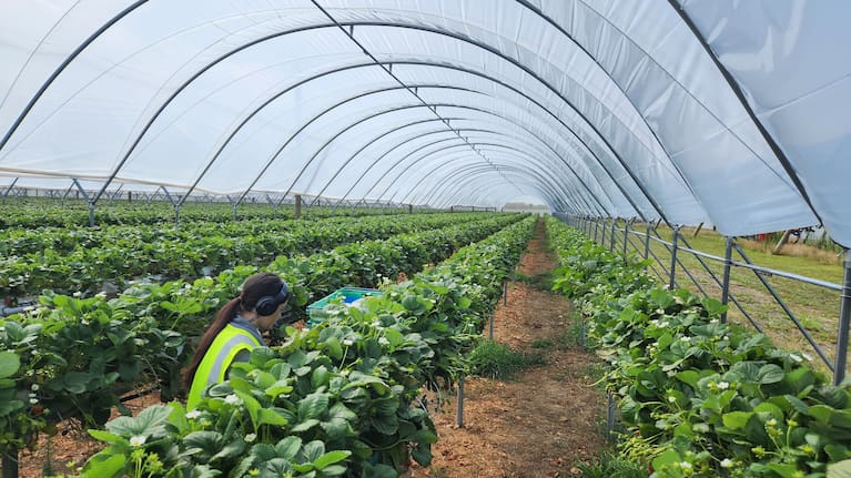 Four permanent staff manage the site year-round, with numbers lifting to as many as 24 during the peak picking and packing season.