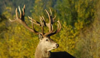 'Worst it's ever been': Call to involve public in deer control