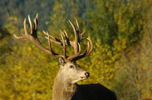 'Worst it's ever been': Call to involve public in deer control