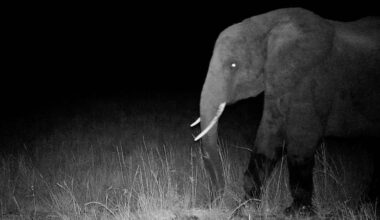 For decades there were rumors of ghost elephants in Angola. This man found them