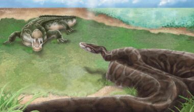 Giant python snake species over 13 feet long discovered in Taiwan