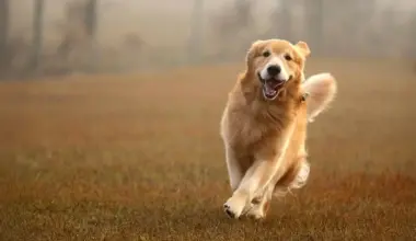 Golden Retriever genes linked to anxiety, aggression, and intelligence in humans