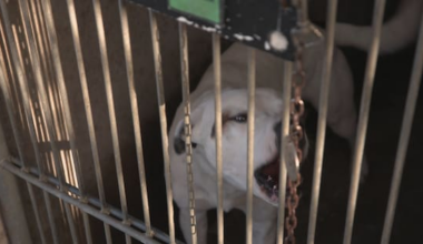 'Our focus is on prevention': $1.2m dog desexing programme