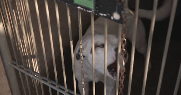 'Our focus is on prevention': $1.2m dog desexing programme