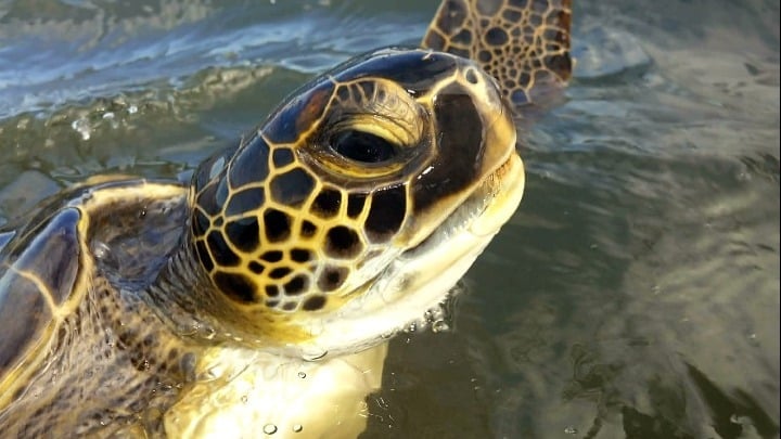 green sea turtle spotted in Greece