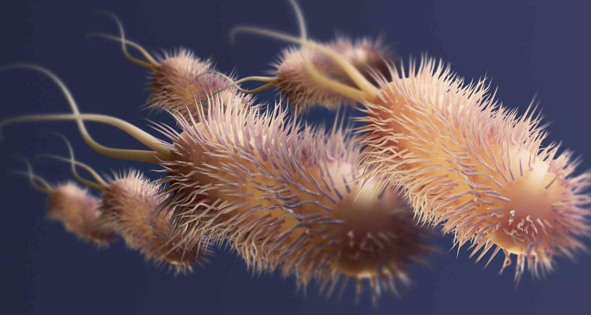 Gut microbes could reprogram fat to burn energy