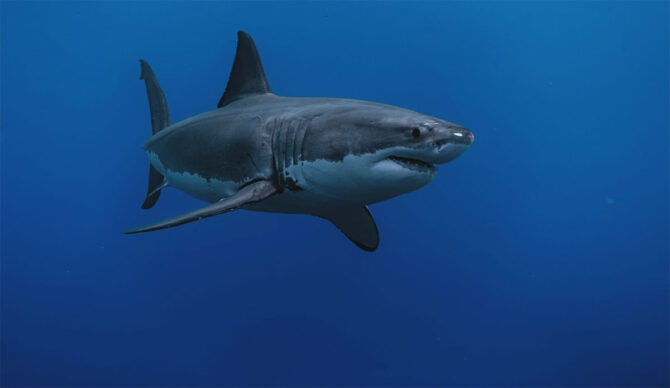 Great white shark swimming