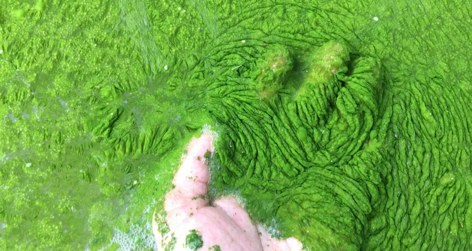 Scientists discover tiny ocean fungus that kills toxic algae