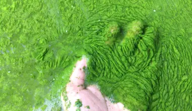 Scientists discover tiny ocean fungus that kills toxic algae