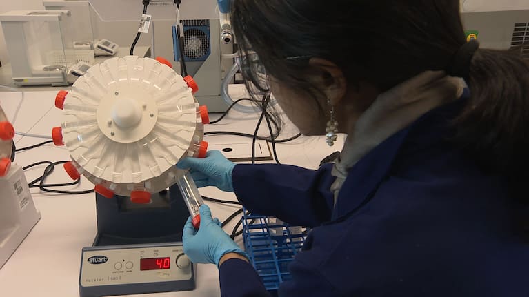 Small strands of harakeke were placed into water contaminated with forever chemicals.