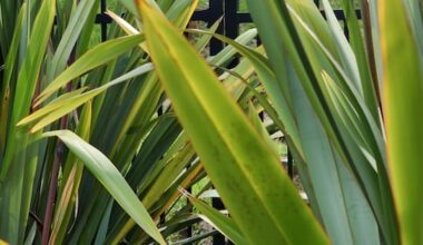 How a hardy native plant could help combat forever chemicals