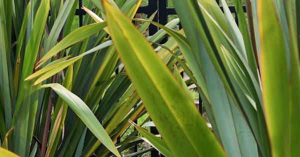 How a hardy native plant could help combat forever chemicals