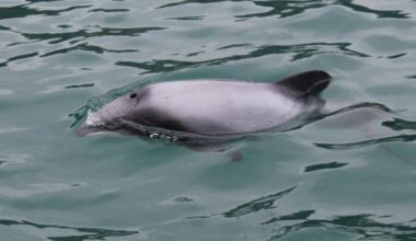 Otago fisher killed Hector's dolphin, then lied about it