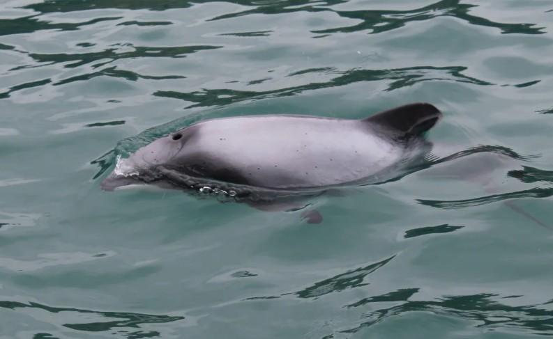 Otago fisher killed Hector's dolphin, then lied about it