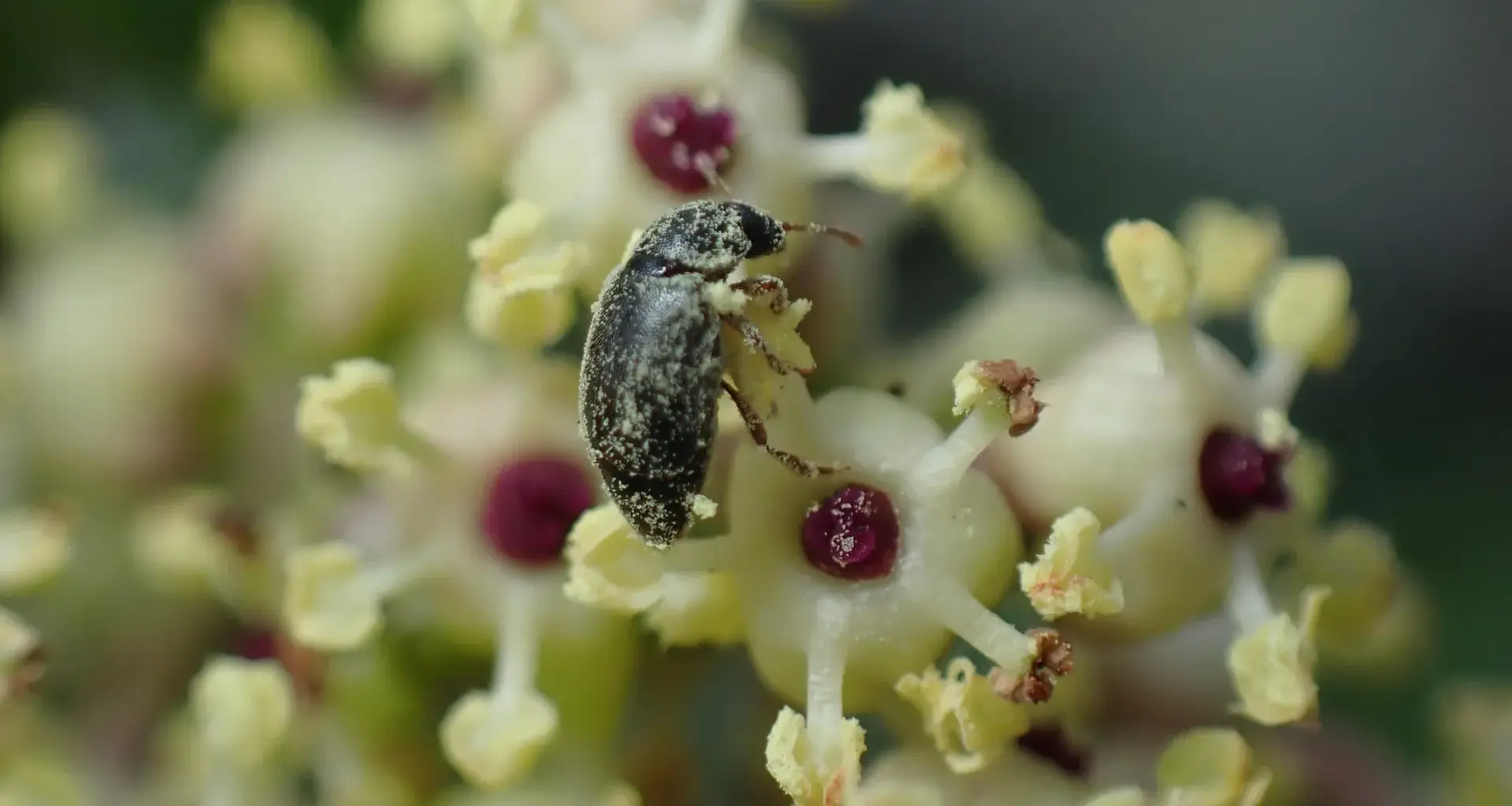 Scientists discovered a secret deal between a plant and beetles