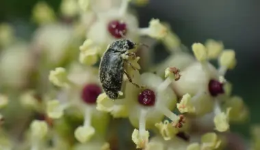 Scientists discovered a secret deal between a plant and beetles
