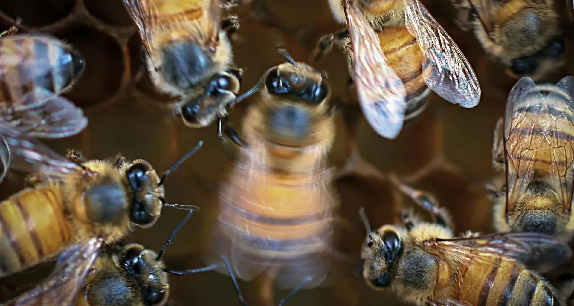Honey bees dance better with an audience
