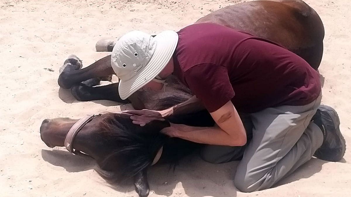 Trauma-informed therapy program with horses in Israel