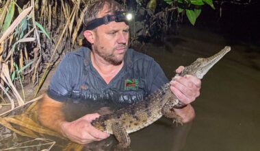 Crocodile captured after being found in pond behind Bunnings store in Newcastle