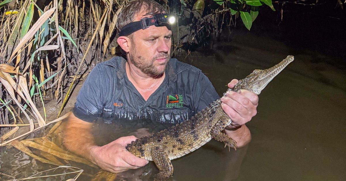 Crocodile captured after being found in pond behind Bunnings store in Newcastle