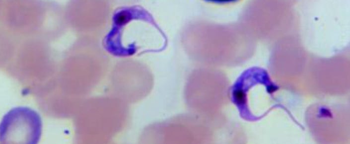 Benznidazole approved for treatment of Chagas disease