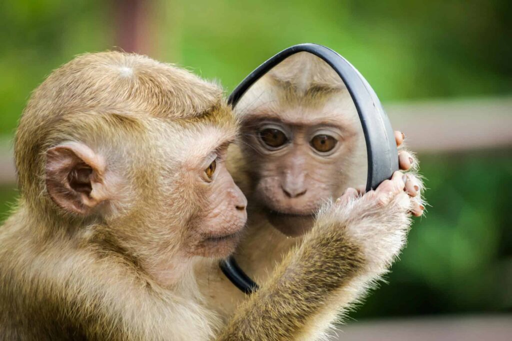 Looking into a mirror held by a monkey, showing a reflection of its face.