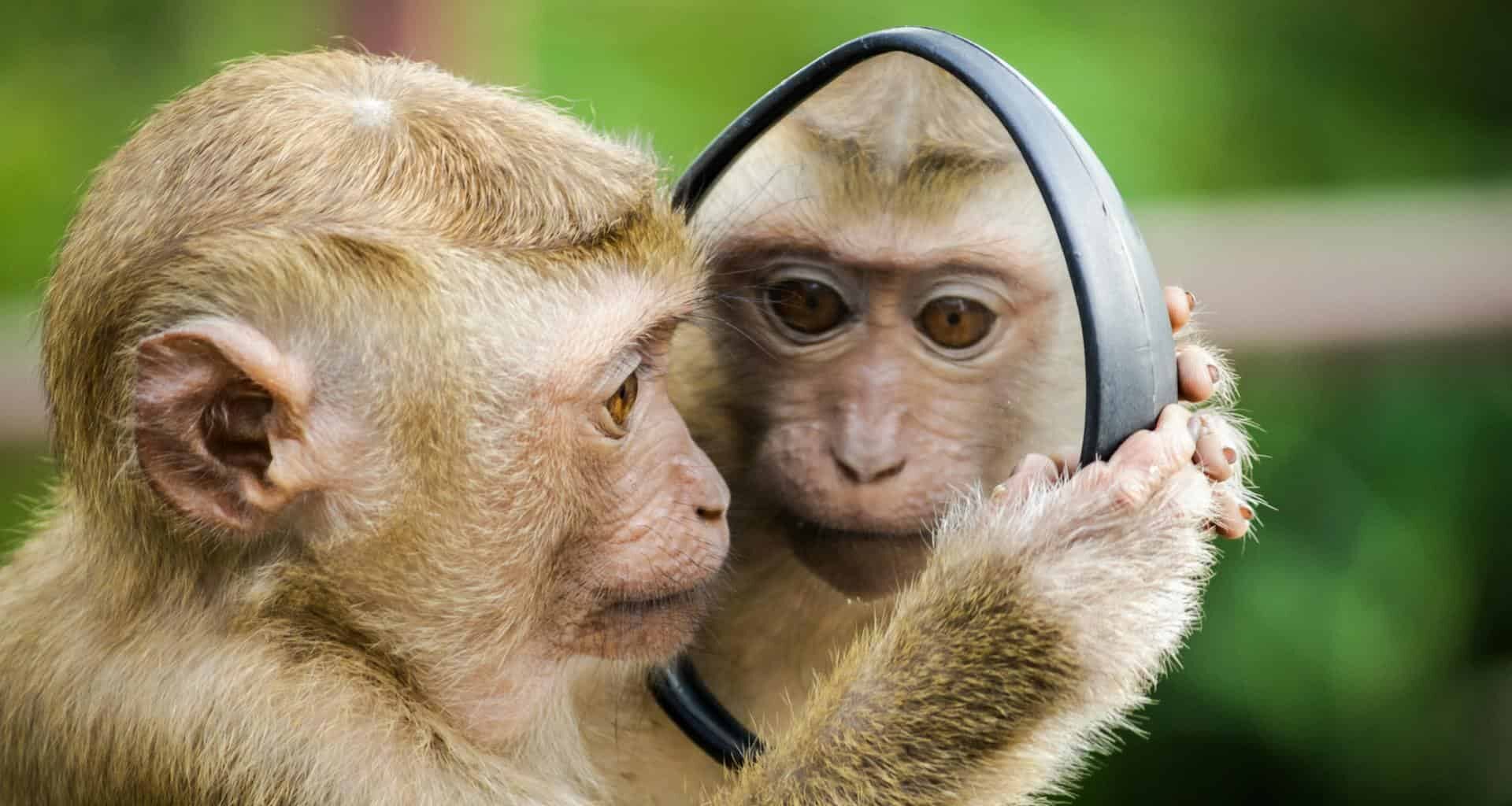 Scientists Found That Humans Unconsciously Mimic the Facial Expressions of Monkeys and Apes