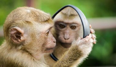 Scientists Found That Humans Unconsciously Mimic the Facial Expressions of Monkeys and Apes
