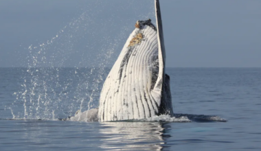 Humpback population showing signs of recovery
