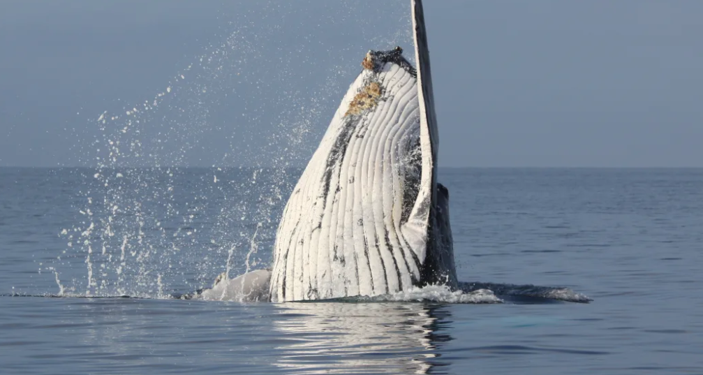 Humpback population showing signs of recovery