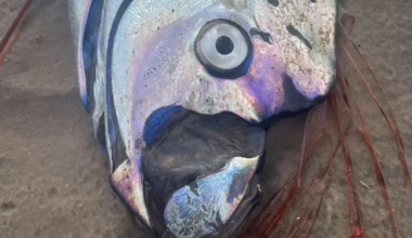 Two doomsday fish seen on the same beach right before Iran war started