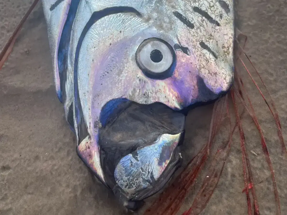 Two doomsday fish seen on the same beach right before Iran war started