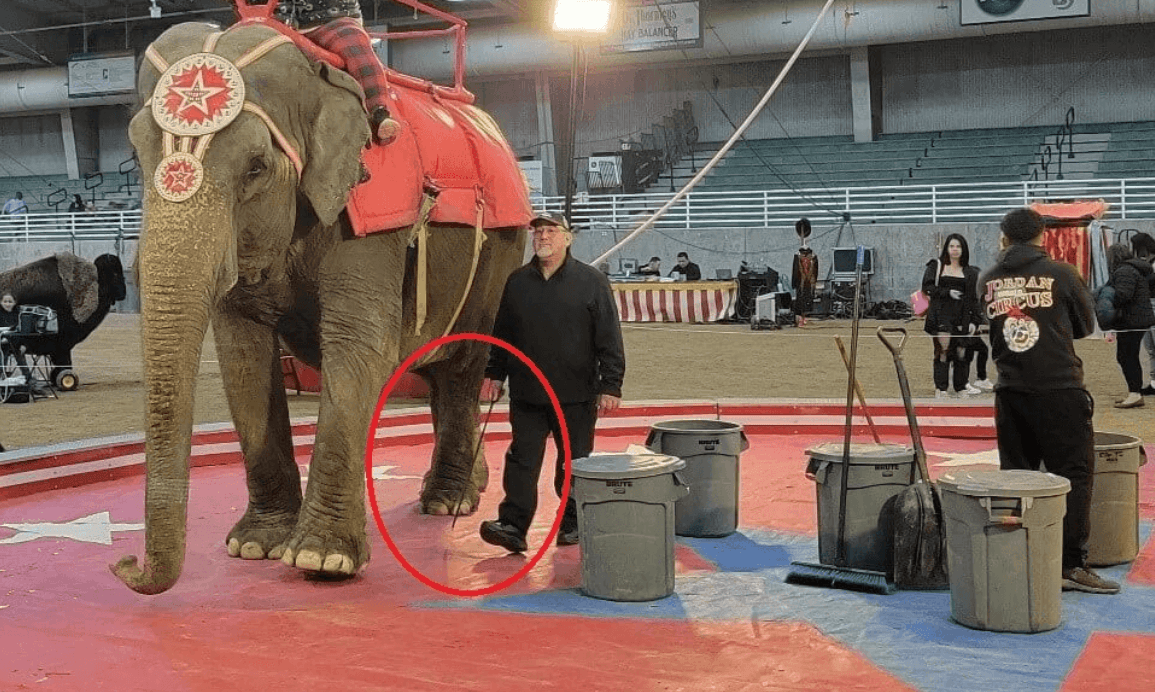 Jordan World Circus to Face PETA Uproar as Fight to Free Abused, Ailing Elephant Comes to Puyallup