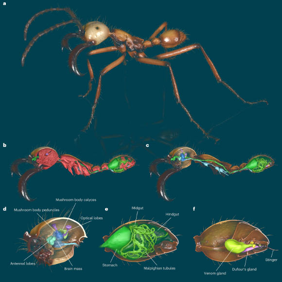 Renderings of an exemplary Antscan specimen: subsoldier of Eciton hamatum. Image credit: Katzke et al., doi: 10.1038/s41592-026-03005-0.