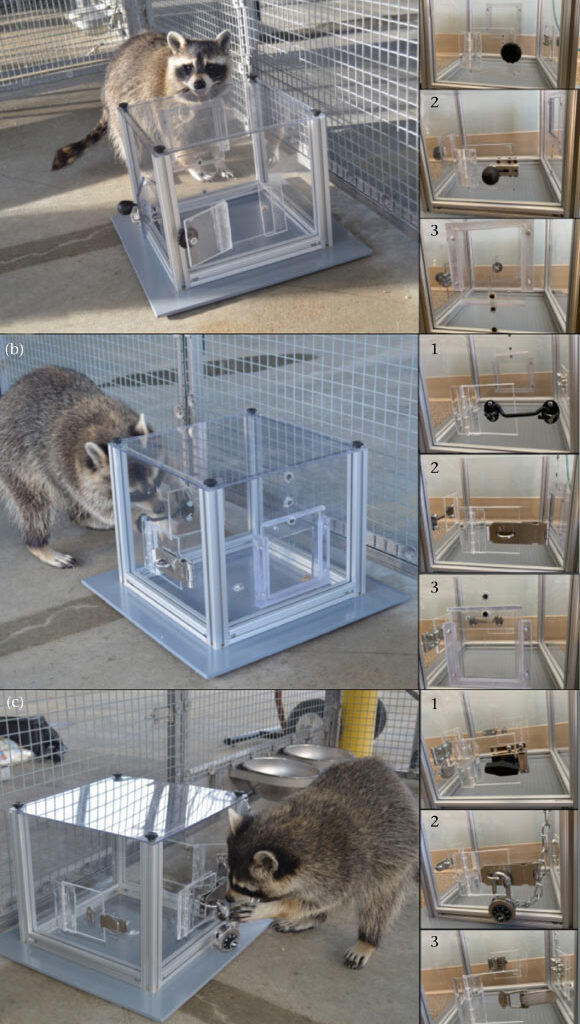 Multiaccess puzzle box with easy (a), medium (b) and hard (c) solutions. Image credit: Griebling et al., doi: 10.1016/j.anbehav.2026.123491.