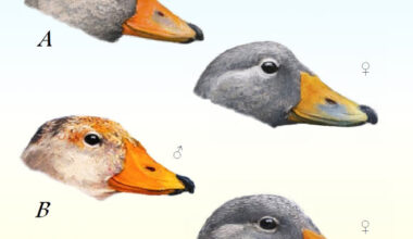 Detail of the color pattern of the bill in adult specimens of the Chiloe steamerduck (A) and the Magellanic steamerduck (B). Image credit: Bernabé López-Lanús & Mariano Costa.