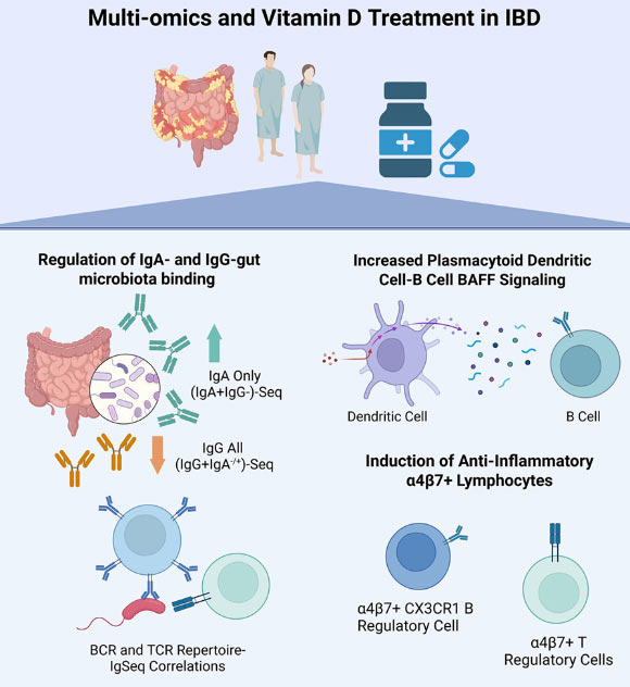 Gubatan et al. demonstrate that vitamin D promotes immune tolerance to gut microbiota in patients with inflammatory bowel disease. Image credit: Gubatan et al., doi: 10.1016/j.xcrm.2026.102703.