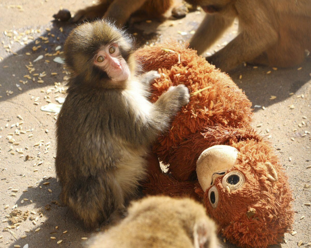 Tourists flock to see viral abandoned baby monkey "Punch" at zoo near Tokyo